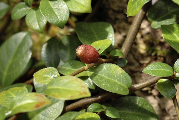 Plazivý drobnolistý Ficus vaccinifolia (česky borůvkolistý) dělá čest svému jménu. Pochází z hor Tchaj-wanu a je dost chladnomilný. Plazivý drobnolistý Ficus vaccinifolia (česky borůvkolistý) dělá čest svému jménu. Pochází z hor Tchaj-wanu a je dost chladnomilný.