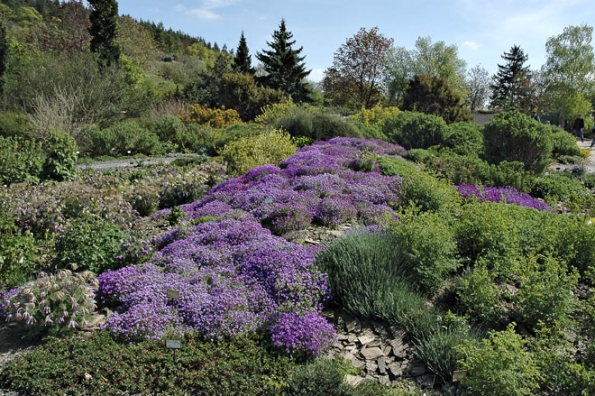 Trsy nenáročné tařičky (Aubrieta) se časem rozrostou do rozsáhlých porostů, které v dubnu skalku změní na barevný koberec. Trsy nenáročné tařičky (Aubrieta) se časem rozrostou do rozsáhlých porostů, které v dubnu skalku změní na barevný koberec.
