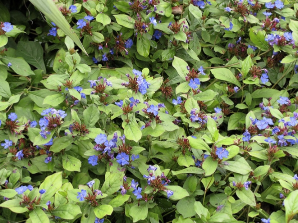 Půdopokryvná ceratostigma (C. willmottianum), které se často nepřesně říká olověnec, je krásná nejenom modrými květy, ale i červenými listy na podzim, a také snese zastínění. Půdopokryvná ceratostigma (C. willmottianum), které se často nepřesně říká olověnec, je krásná nejenom modrými květy, ale i červenými listy na podzim, a také snese zastínění.