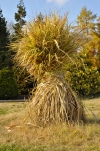 V zahradě ostříhejte a odstraňte všechny odkvetlé a zaschlé trvalky i letničky. Vysoké okrasné trávy jako Miscanthus, Cortaderia nebo Arundo se před zimou svážou do snopů nastojato. Ty nejchoulostivější můžete navíc obalit bublinkovou fólií. Trávy však v žádném případě nestříhejte, při zimních deštích by voda zatekla stébly až ke kořenům a mráz by roztrhal báze stébel. Rostliny by pak odumřely. V zahradě ostříhejte a odstraňte všechny odkvetlé a zaschlé trvalky i letničky. Vysoké okrasné trávy jako Miscanthus, Cortaderia nebo Arundo se před zimou svážou do snopů nastojato. Ty nejchoulostivější můžete navíc obalit bublinkovou fólií. Trávy však v žádném případě nestříhejte, při zimních deštích by voda zatekla stébly až ke kořenům a mráz by roztrhal báze stébel. Rostliny by pak odumřely.