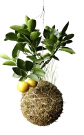 Citroník (Citrus limon) je stálezelená rostlina původem ze subtropů. Bude se mu líbit v zimní zahradě, dodá jí kouzelnou exotickou atmosféru, svěží barvy a výraznou vůni. Citroník (Citrus limon) je stálezelená rostlina původem ze subtropů. Bude se mu líbit v zimní zahradě, dodá jí kouzelnou exotickou atmosféru, svěží barvy a výraznou vůni.