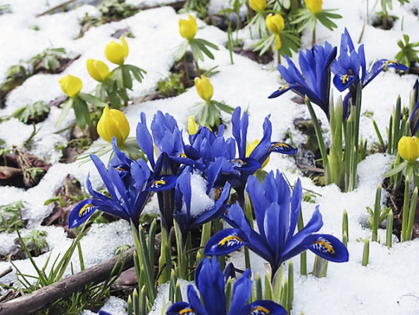 Kosatec síťkovaný (Iris reticulata) a talovín zimní (Eranthis hyemalis) Kosatec síťkovaný (Iris reticulata) a talovín zimní (Eranthis hyemalis)