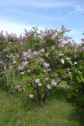 Syringa x prestoniae ´Isabella´. První rostliny vyšlechtila Isabella Preston z Ottawy ve dvacátých letech minulého století a po ní následovali další šlechtitelé. Syringa x prestoniae ´Isabella´. První rostliny vyšlechtila Isabella Preston z Ottawy ve dvacátých letech minulého století a po ní následovali další šlechtitelé.