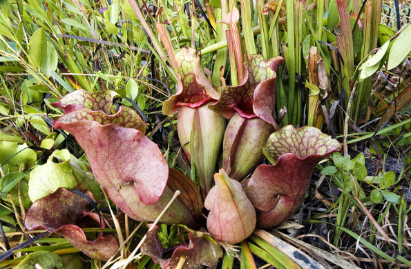 Z masožravých špirlic v zahradě nejlépe přezimuje Sarracenia purpurea, která v přírodě roste na východním pobřeží USA až do Kanady. Její ležaté pasti jsou hodně otevřené a nejméně specializované. Vhodným substrátem je směs čisté neupravené rašeliny a bílého písku. Všechny druhy vyžadují trvale vysokou vlhkost, tedy kořeny ve vodě, pouze v zimě stačí vlhké bahno. Umístění by mělo být co nejvíce na slunci. Z masožravých špirlic v zahradě nejlépe přezimuje Sarracenia purpurea, která v přírodě roste na východním pobřeží USA až do Kanady. Její ležaté pasti jsou hodně otevřené a nejméně specializované. Vhodným substrátem je směs čisté neupravené rašeliny a bílého písku. Všechny druhy vyžadují trvale vysokou vlhkost, tedy kořeny ve vodě, pouze v zimě stačí vlhké bahno. Umístění by mělo být co nejvíce na slunci.